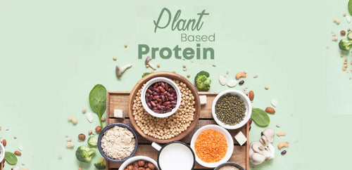 Plant based protein